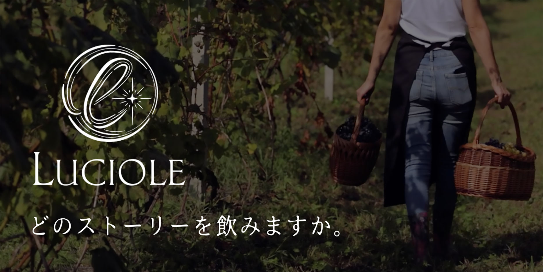 luciole 8 - ホームページ制作事例。仙台市青葉区　ワインインポーター　ルシオール様