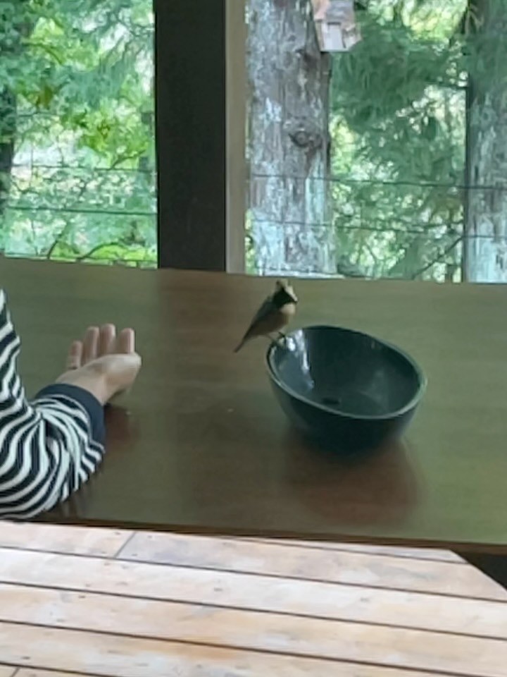 #野鳥 が餌を食べに来ました。昆虫少なくなったのかな?#ヤマガラ - from Instagram